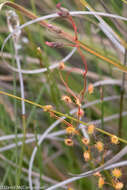 Image of Drosera menziesii subsp. penicillaris (Benth.) N. Marchant & Lowrie