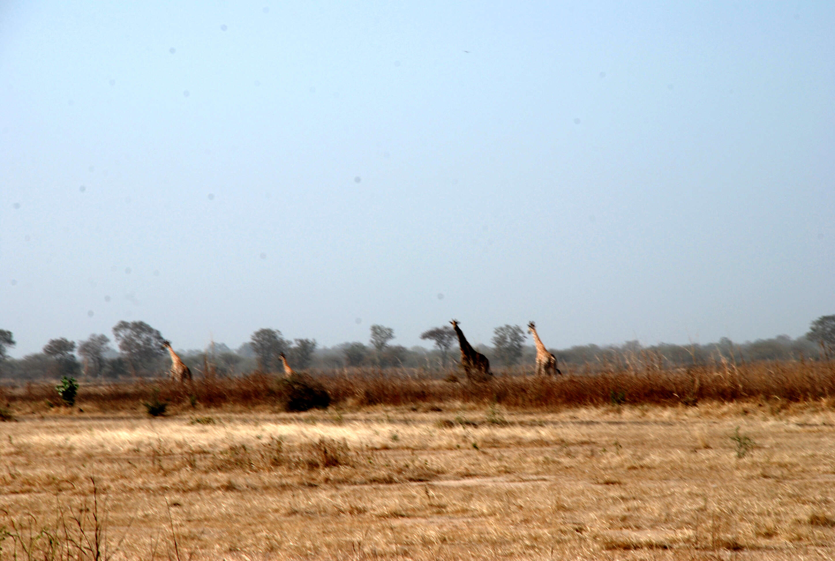 Image of Kordofan giraffe