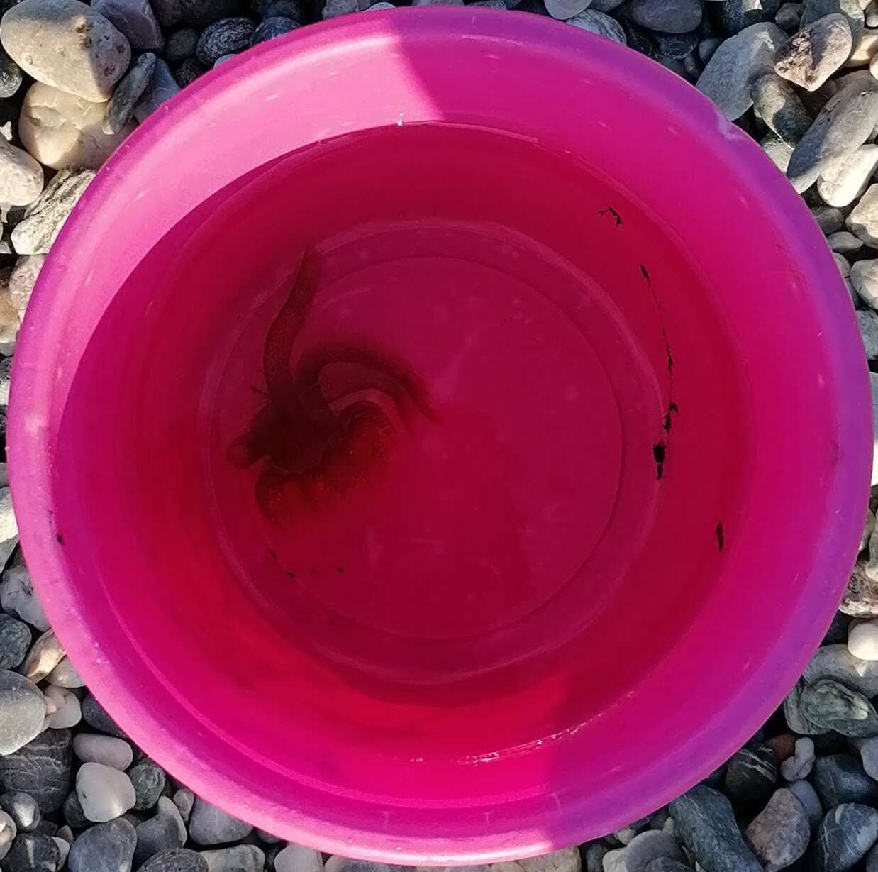 Image of Purplestriped jellyfishes