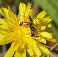 Plancia ëd Lasioglossum calceatum (Scopoli 1763)