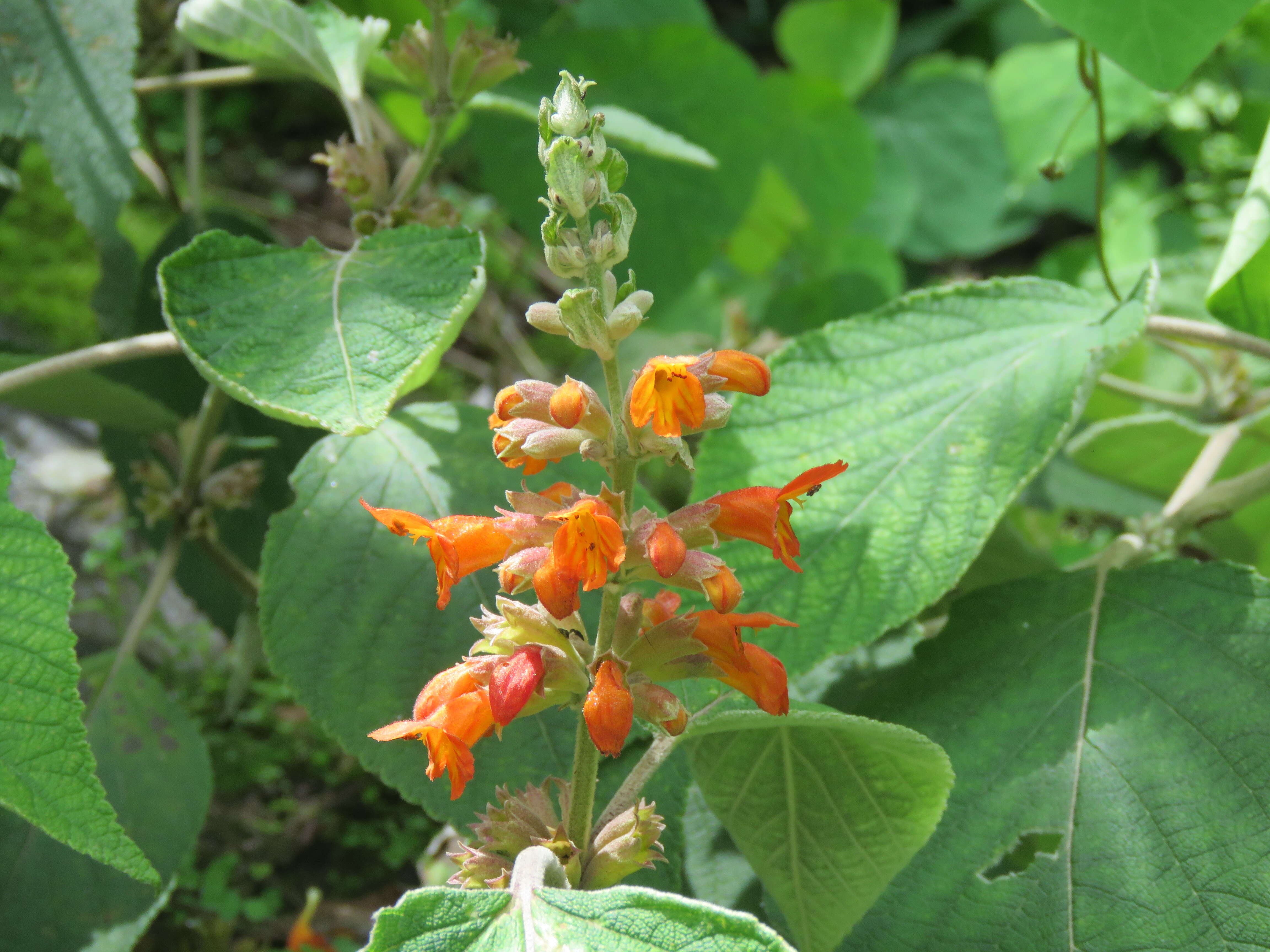 Image of Colquhounia coccinea Wall.