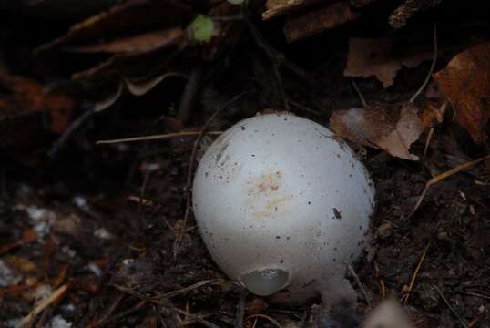 Image of Stinkhorn