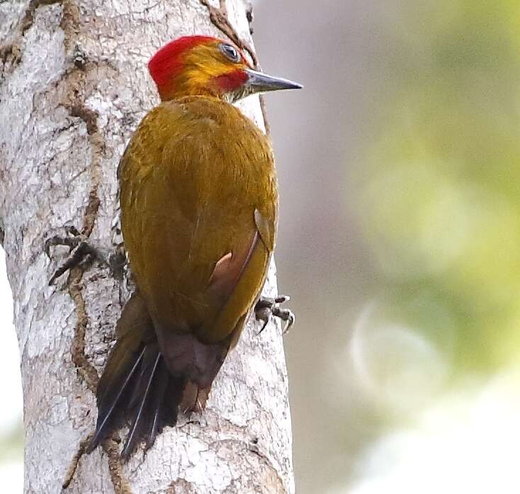 Image of White-throated Woodpecker