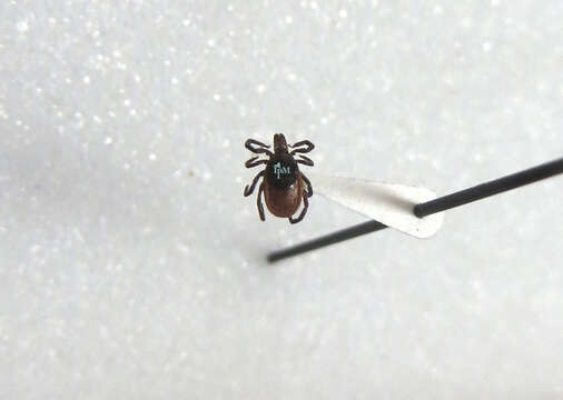 Image of Deer tick