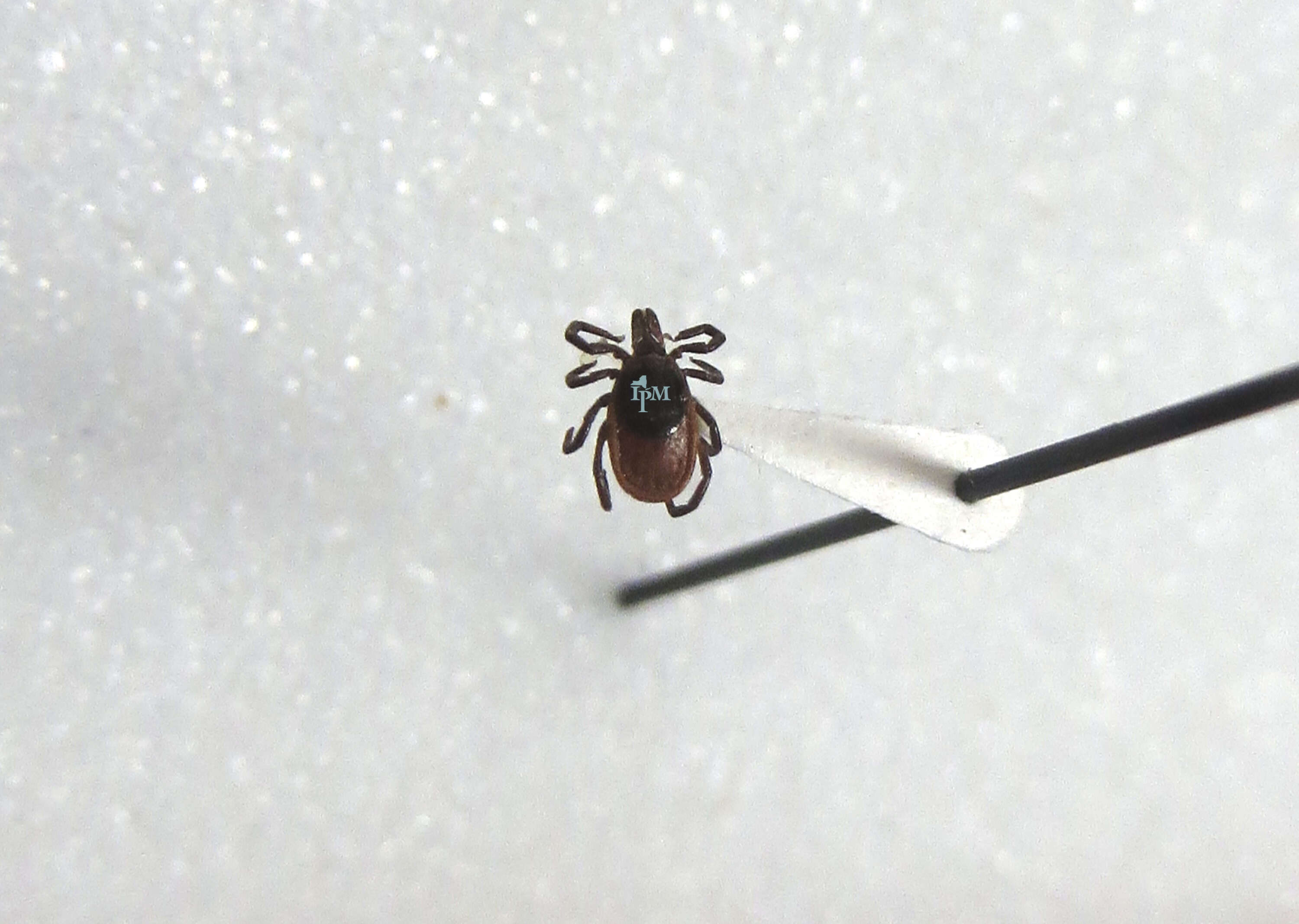 Image of Deer tick