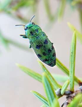 Image of Lamprodila festiva (Linnaeus 1767)