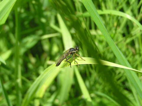 Image of Dioctria rufipes (Scopoli 1763)