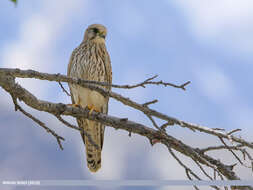 Image of kestrel, common kestrel