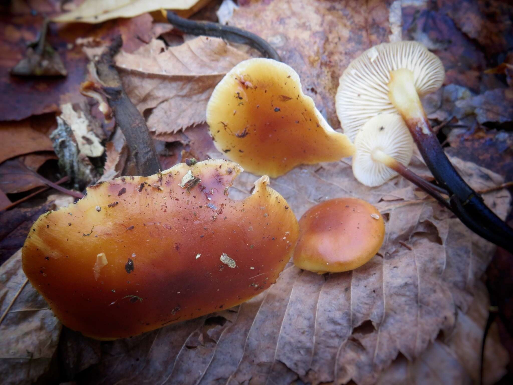 Plancia ëd Flammulina velutipes (Curtis) Singer 1951