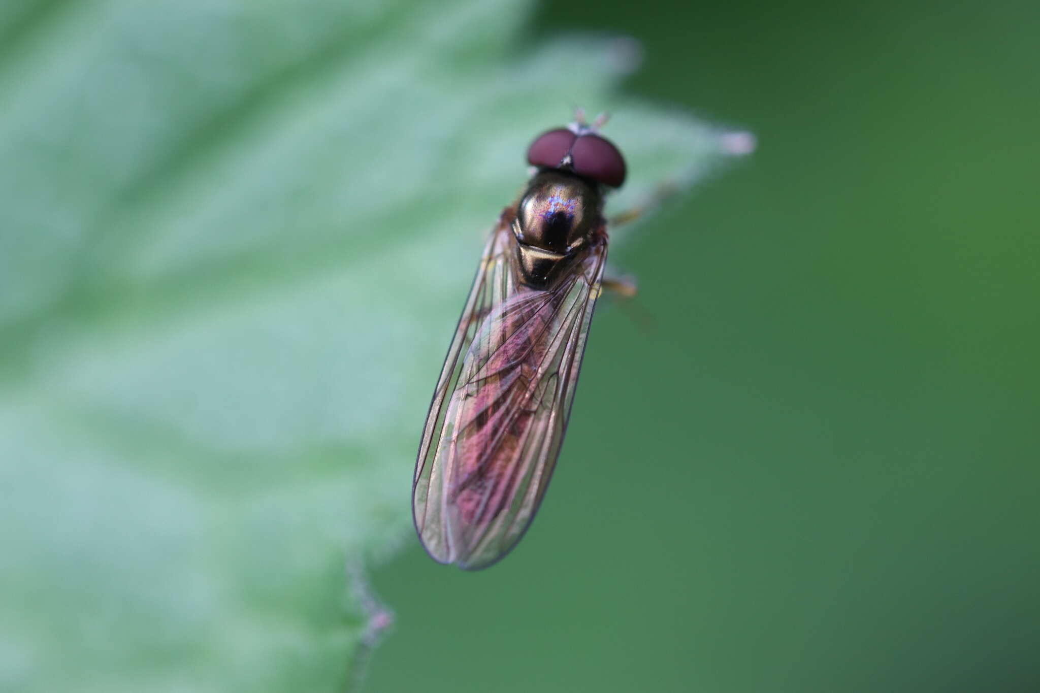 Image of Melanostoma scalare (Fabricius 1794)