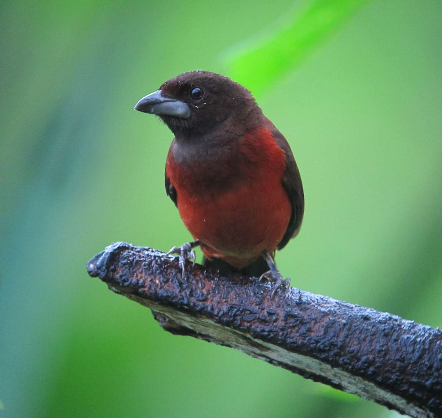 Image of Crimson-backed Tanager