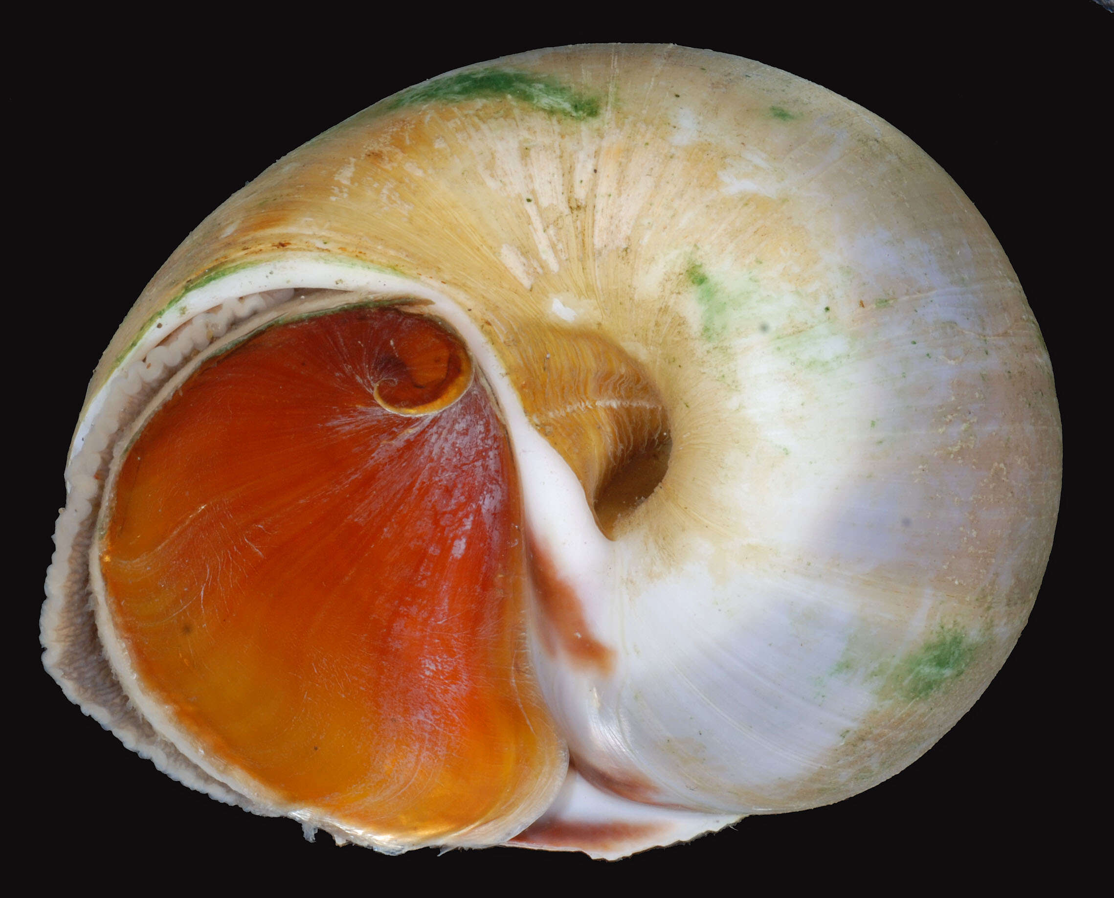 Image of common northern moonsnail