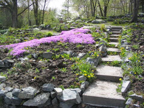 Image of moss phlox