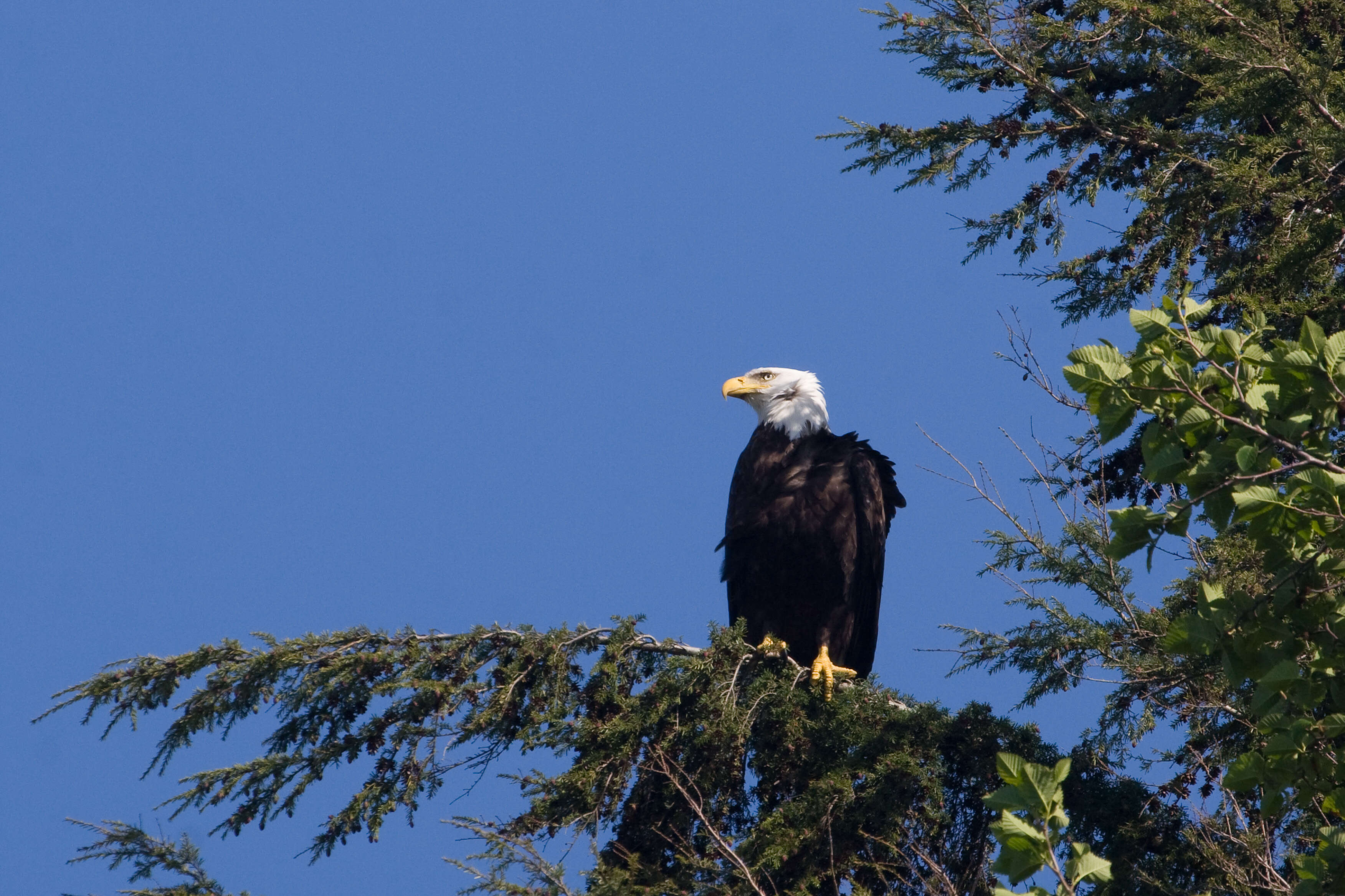 Image of western hemlock