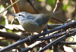 Image of Fawn-breasted Wren