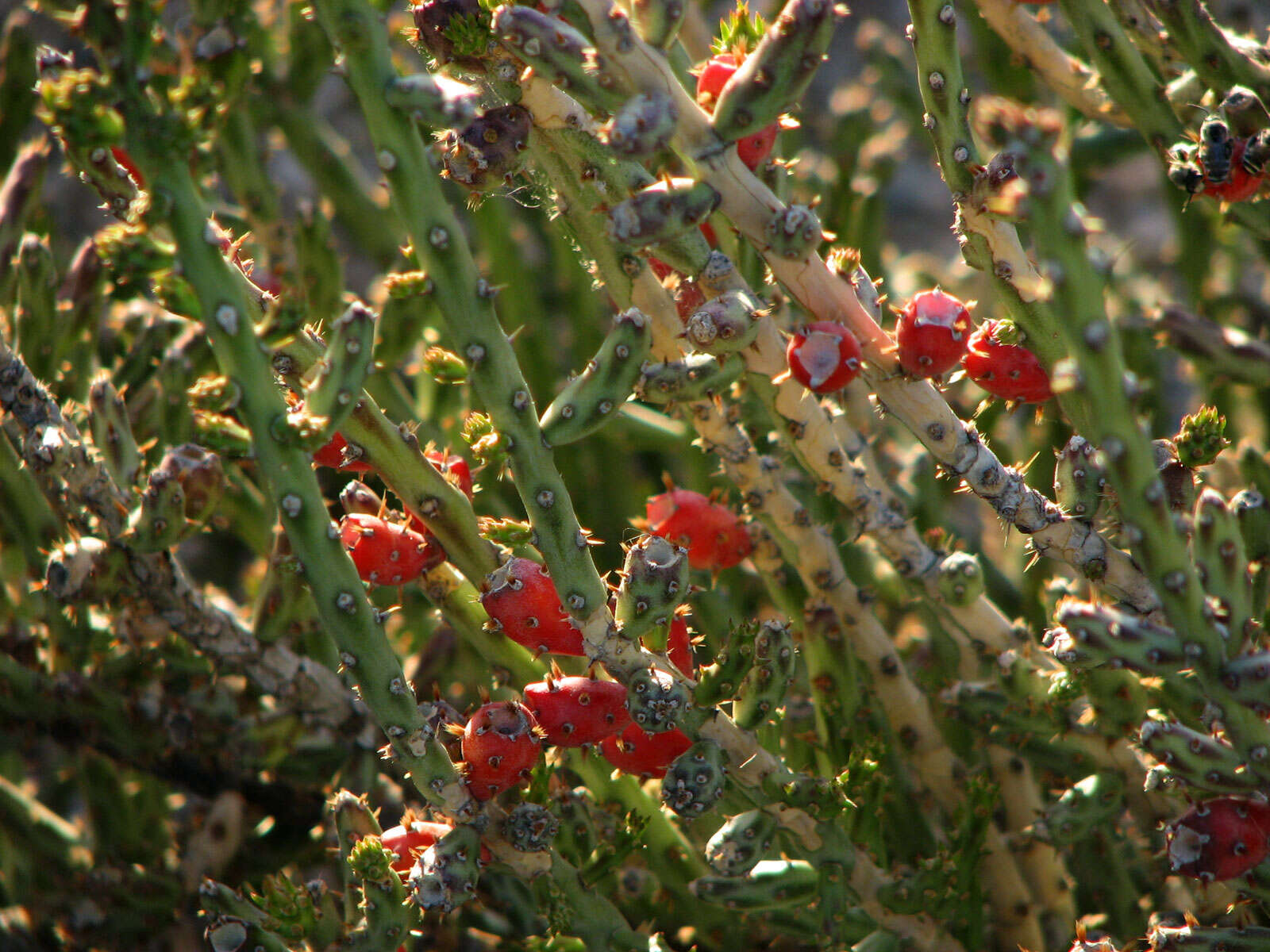 Image of Christmas Cactus