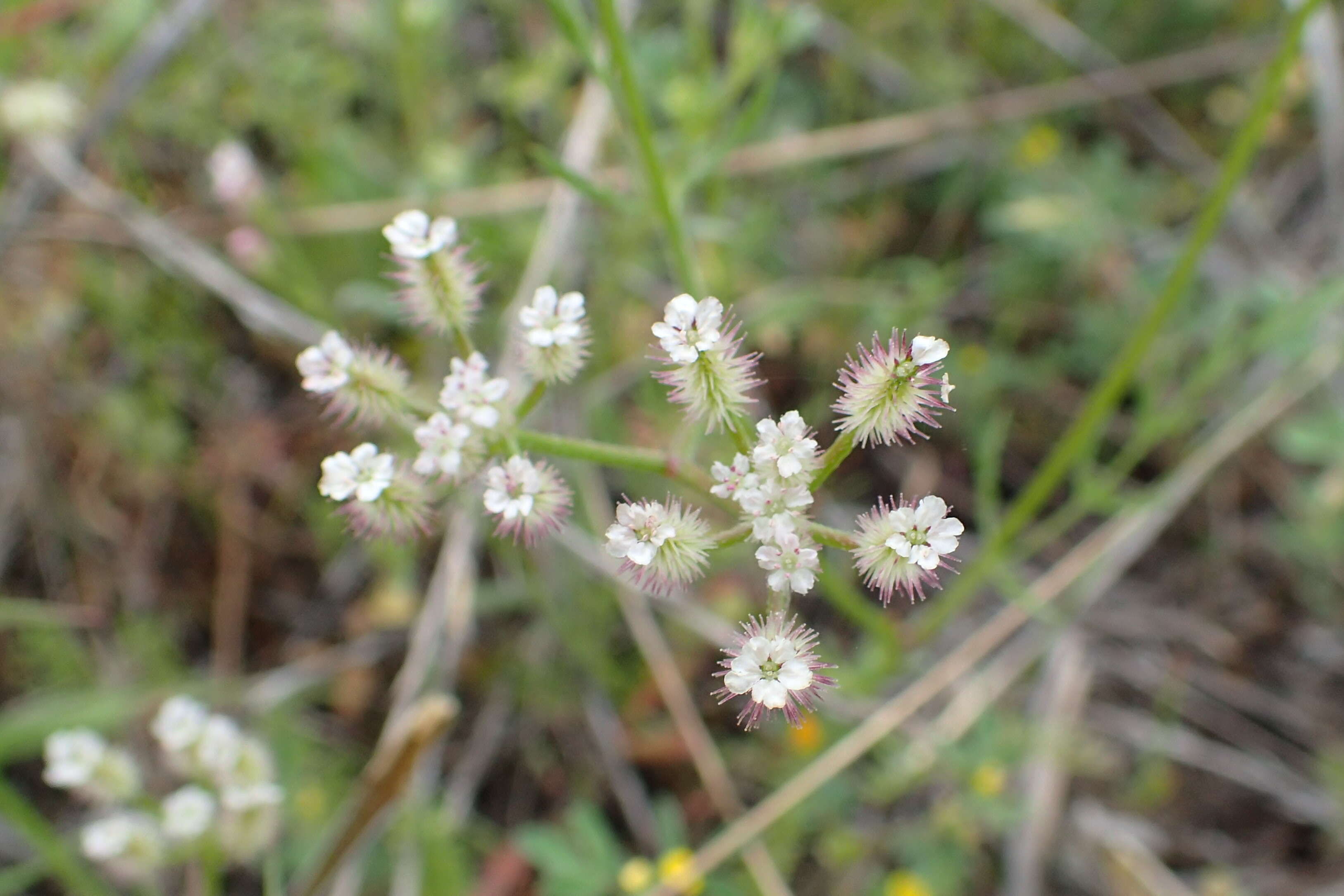 Imagem de Torilis leptophylla (L.) Rchb. fil.