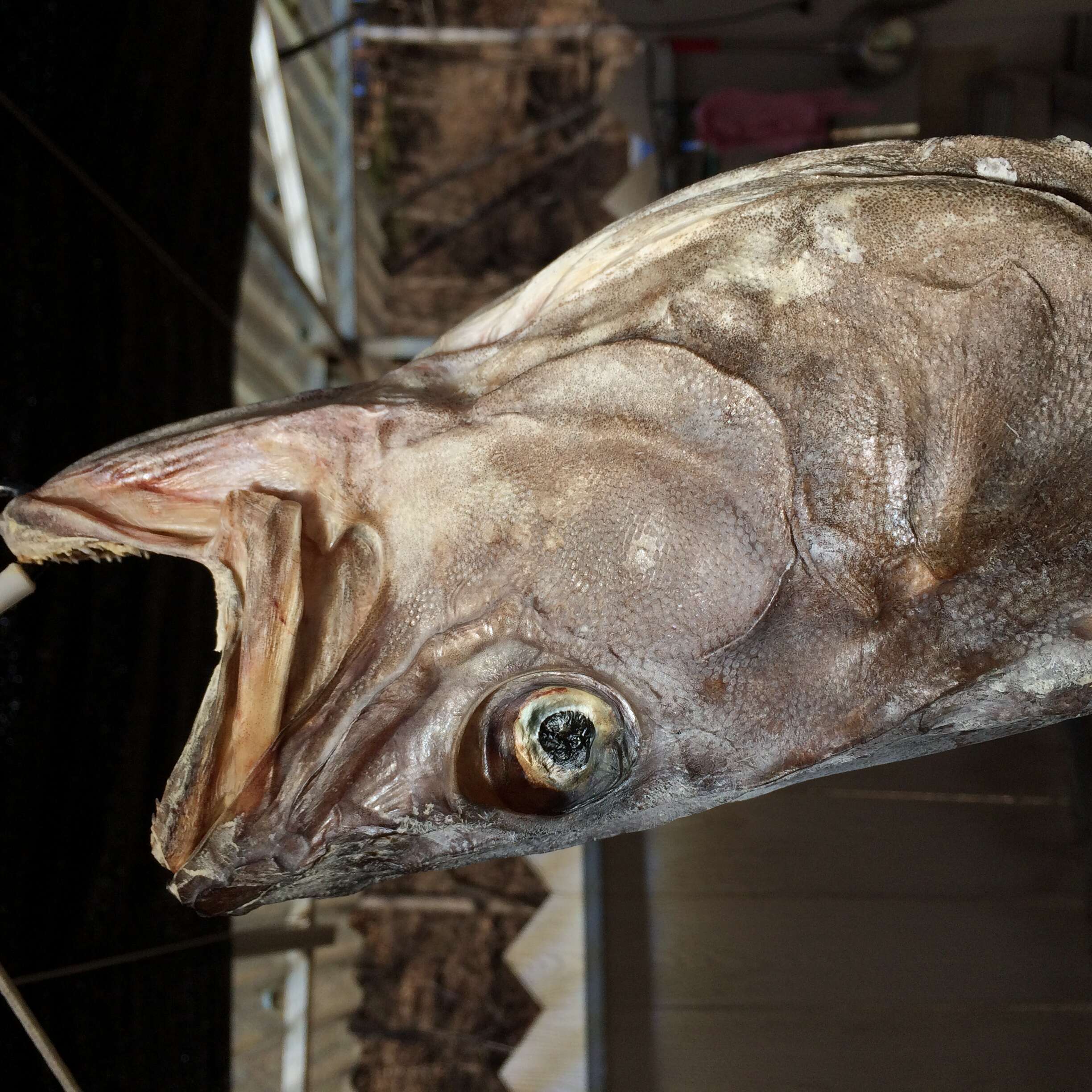 Image of Gadus macrocephalus