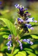 Nepeta subsessilis Maxim. resmi