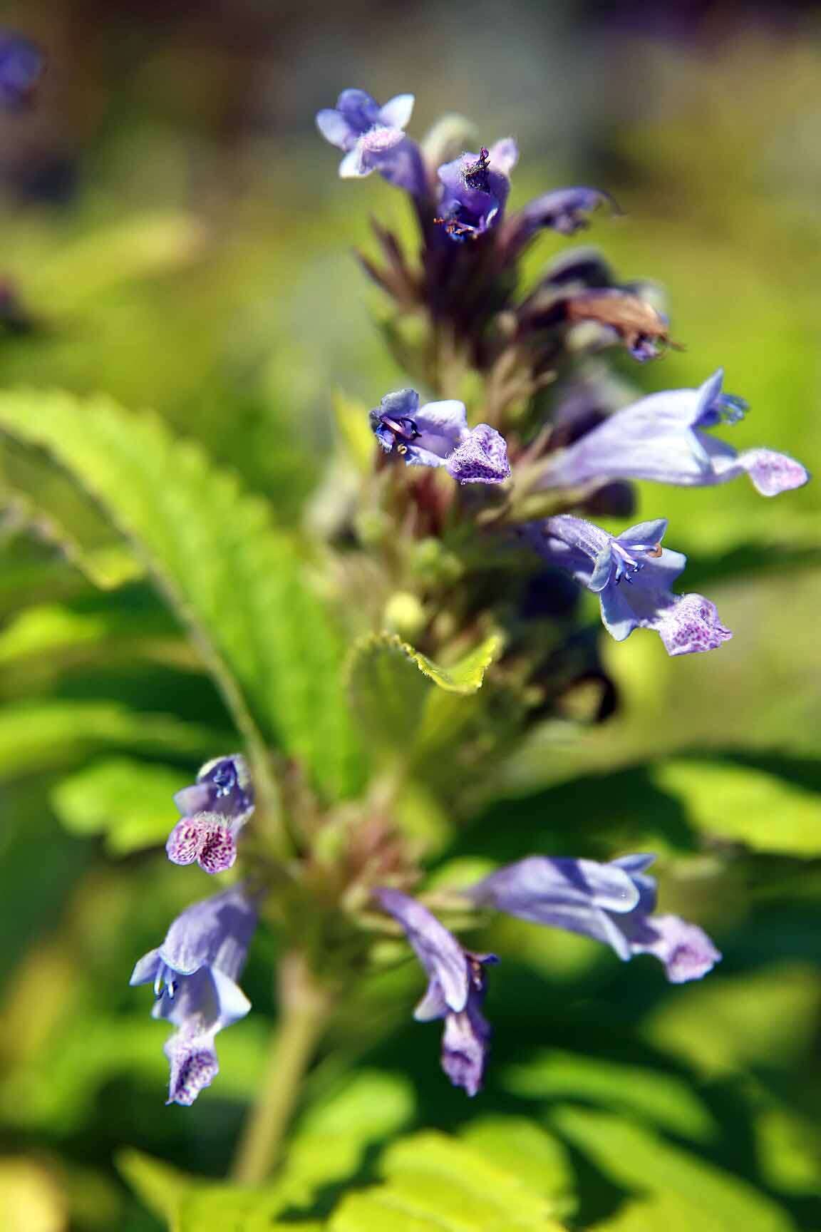 Nepeta subsessilis Maxim. resmi