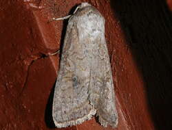 Image of Aster Cutworm