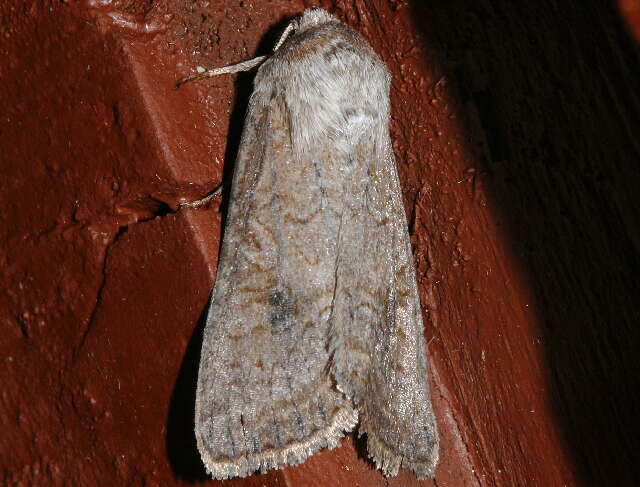 Image of Aster Cutworm