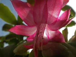 Image of schlumbergera