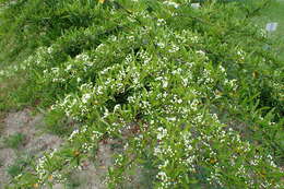 Image of narrowleaf firethorn