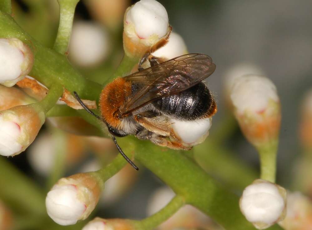 Image of early mining bee