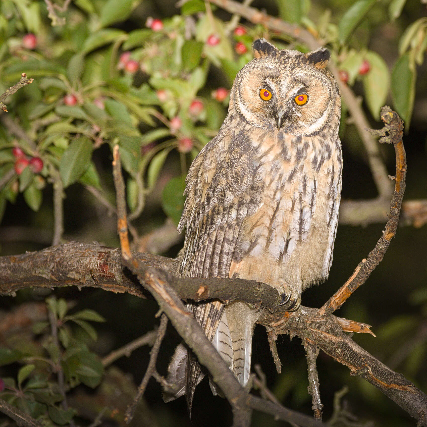 Image of Long-eared Owl