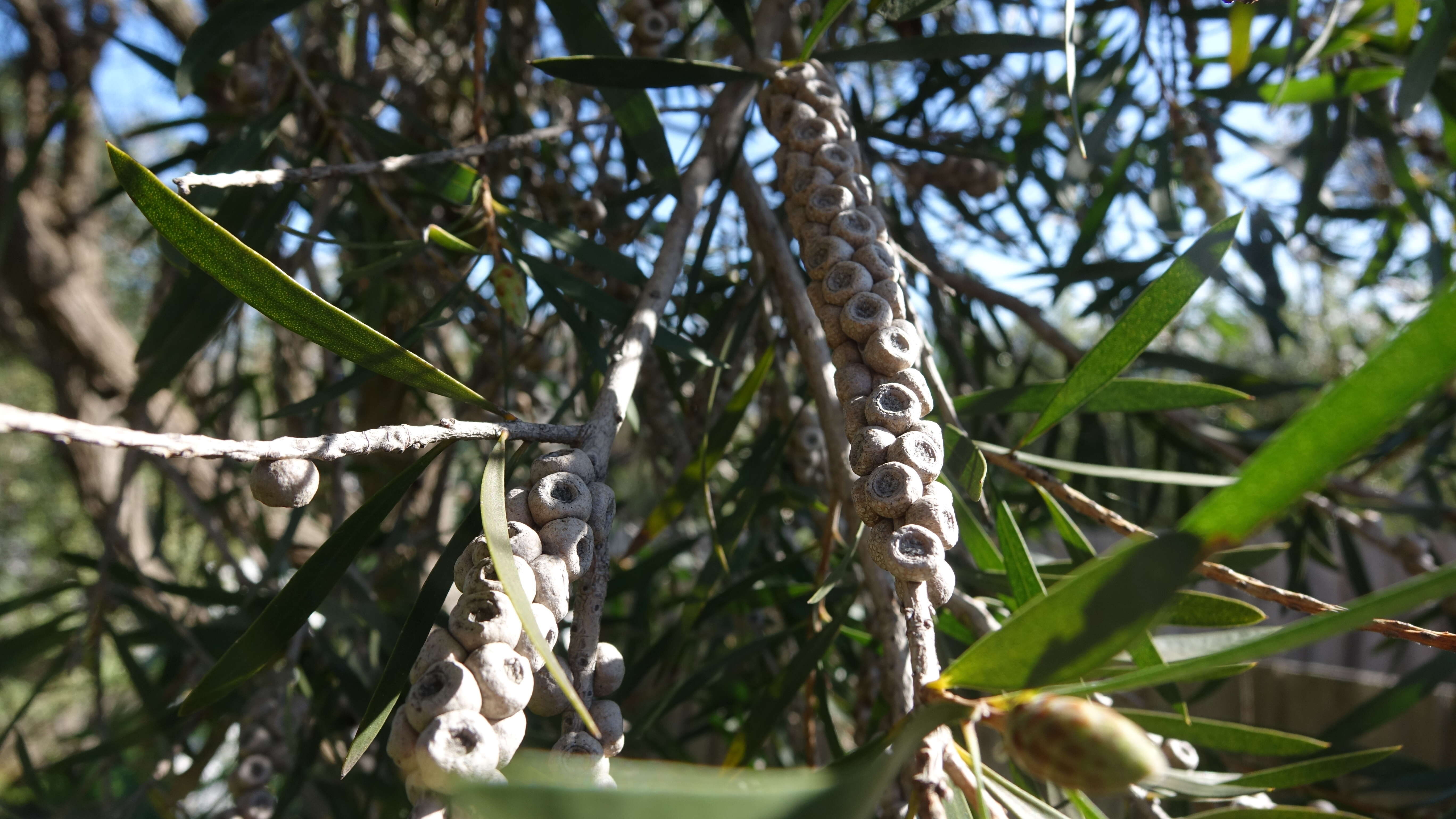 صورة Callistemon citrinus (Curtis) Skeels