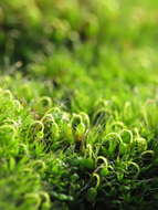 Image of pulvinate dry rock moss