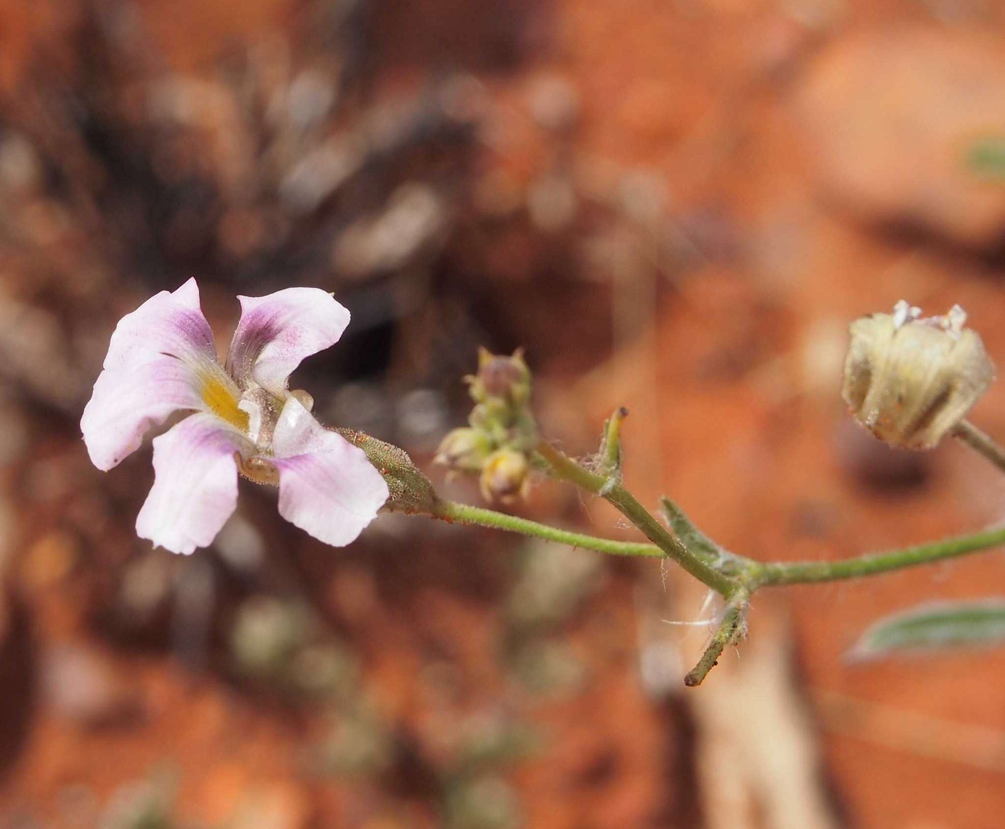 Image of Goodenia vilmoriniae