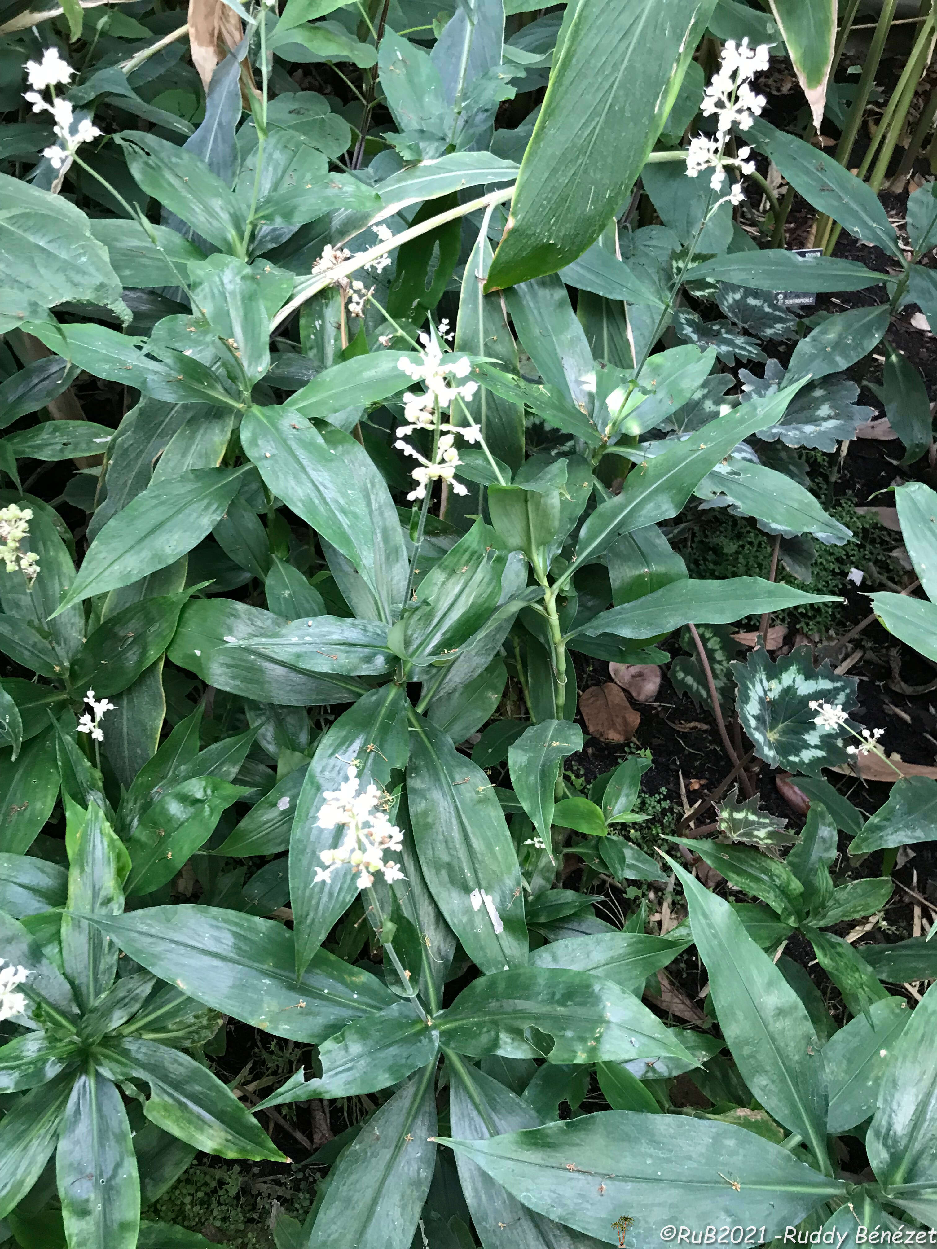 Image of Pollia japonica Thunb.