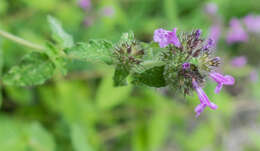 Image of wild basil