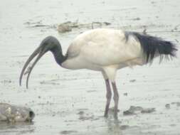 Image of Black-headed Ibis