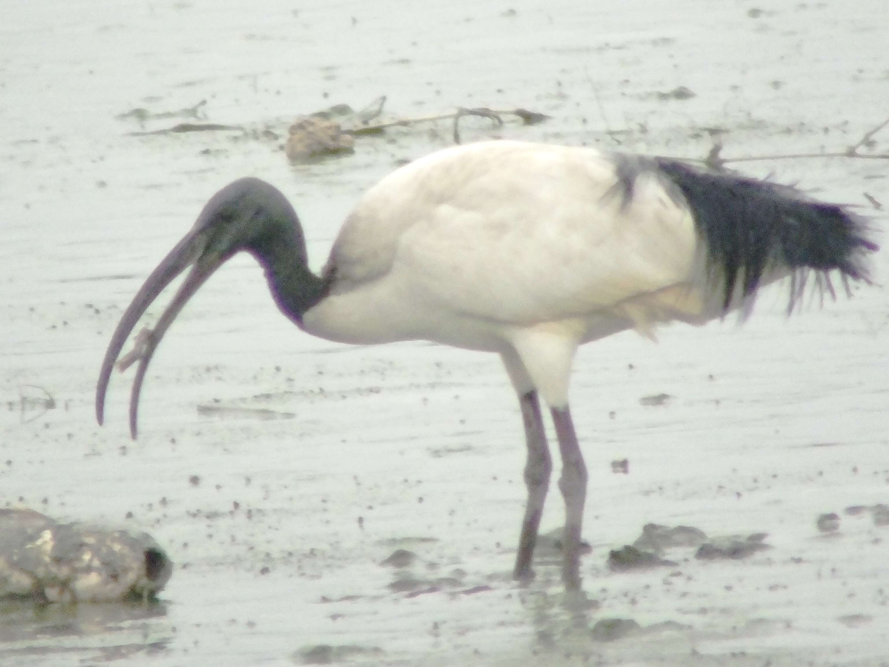 Image of Black-headed Ibis