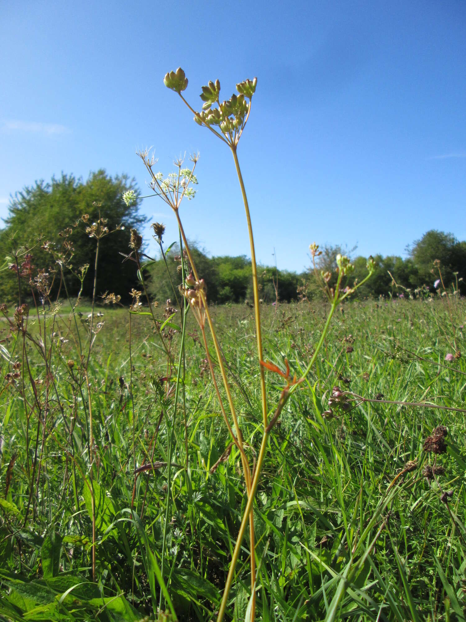 Imagem de Pimpinella saxifraga L.