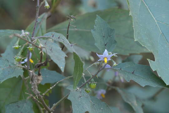 Plancia ëd Solanum violaceum Ortega