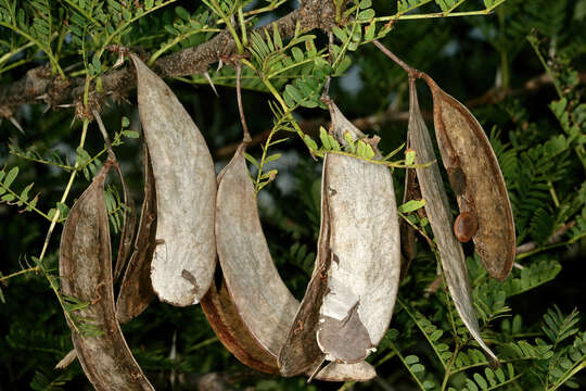 Image of Vachellia robusta (Burch.) Kyal. & Boatwr.