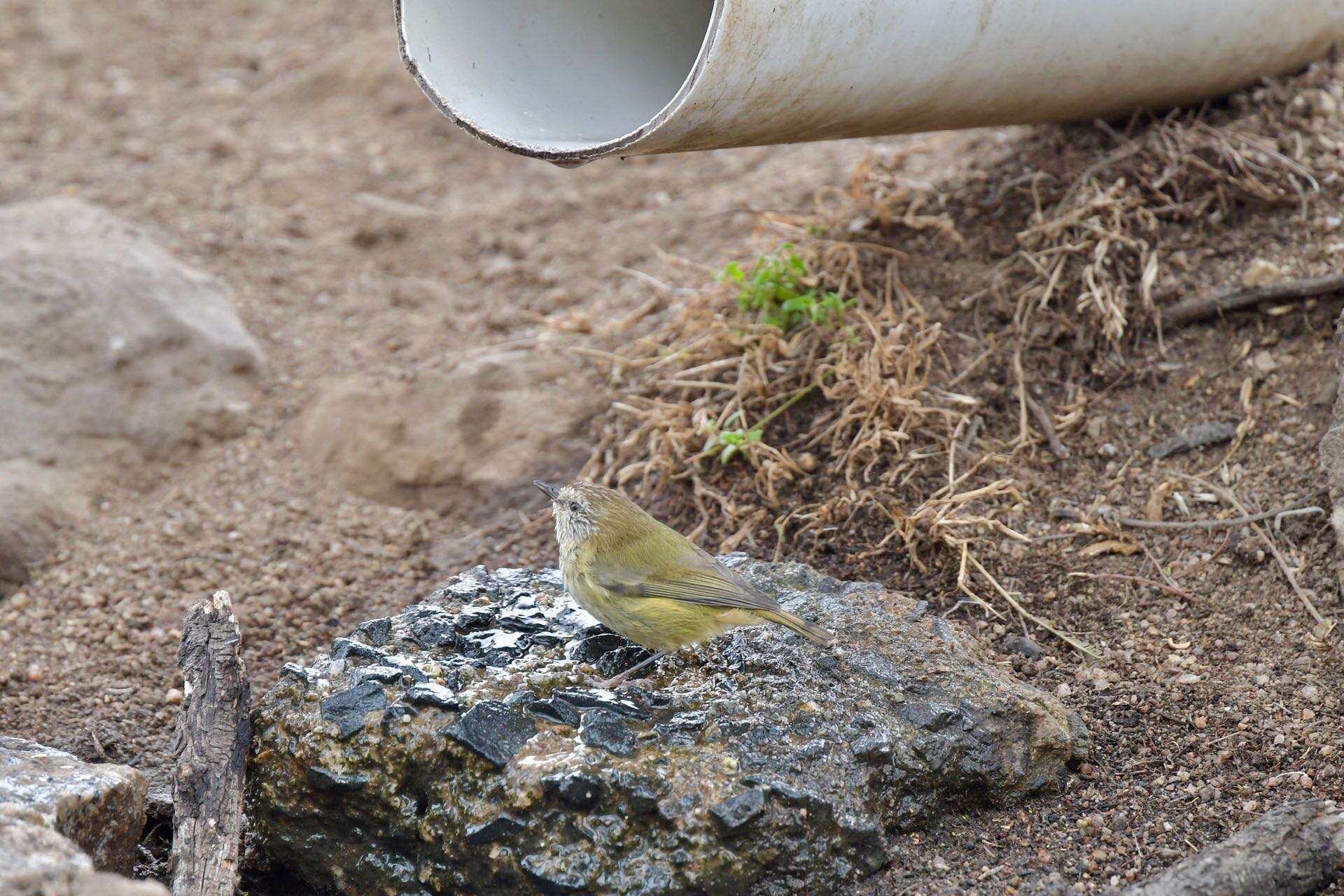 Image of Striated Thornbill