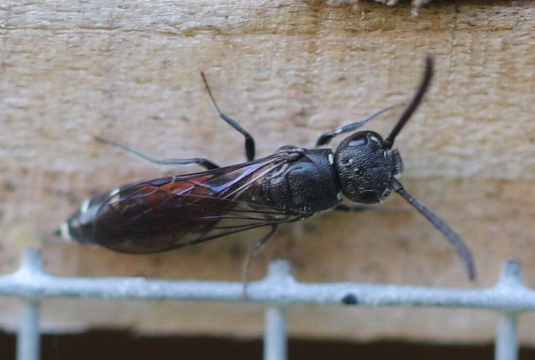 Image of Sapyga quinquepunctata (Fabricius 1781)