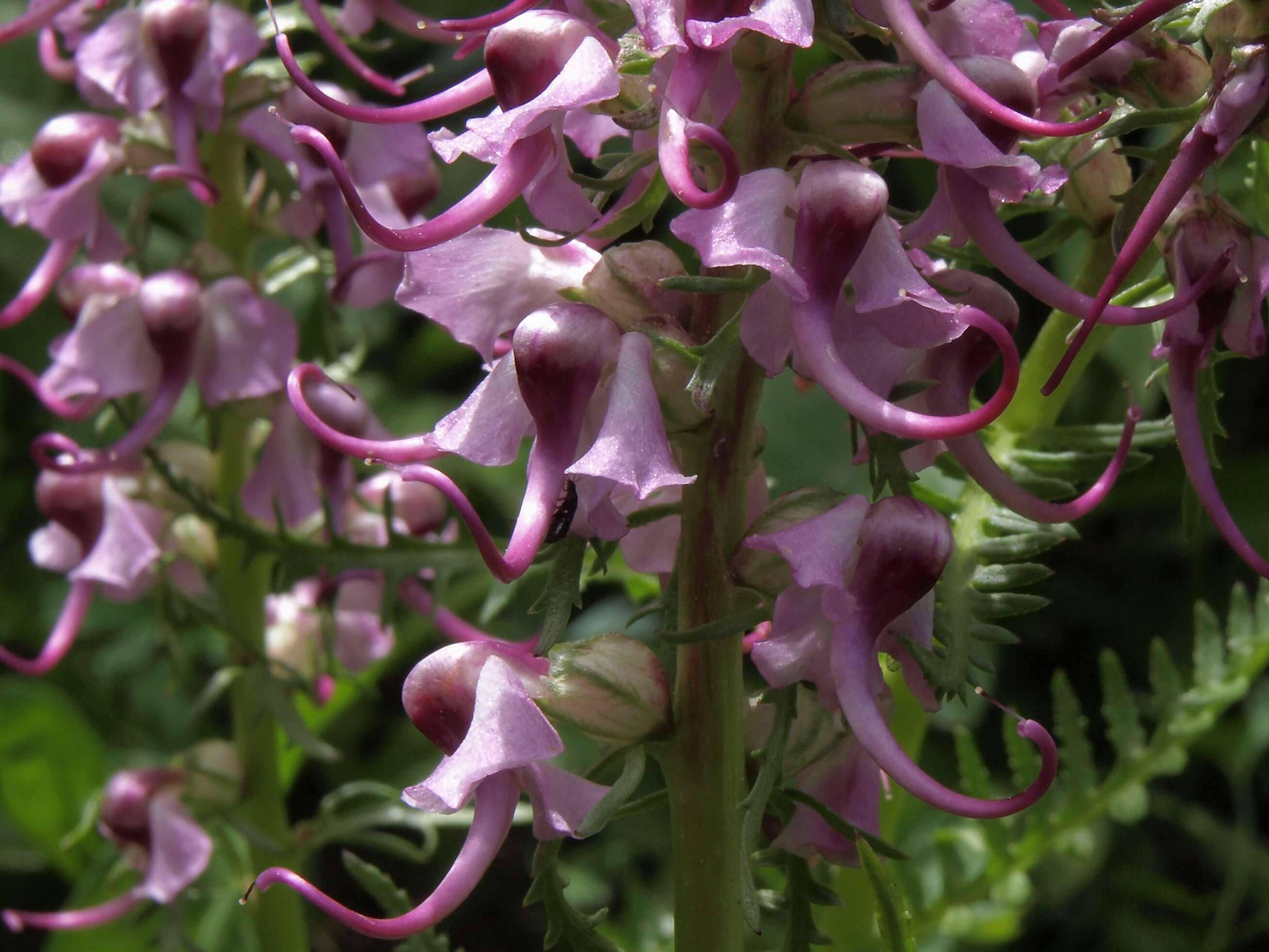 Image of elephanthead lousewort