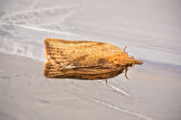 Image of Light brown apple moth