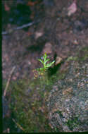 Image of lanceleaf grapefern