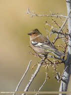 Image of Fringilla Linnaeus 1758