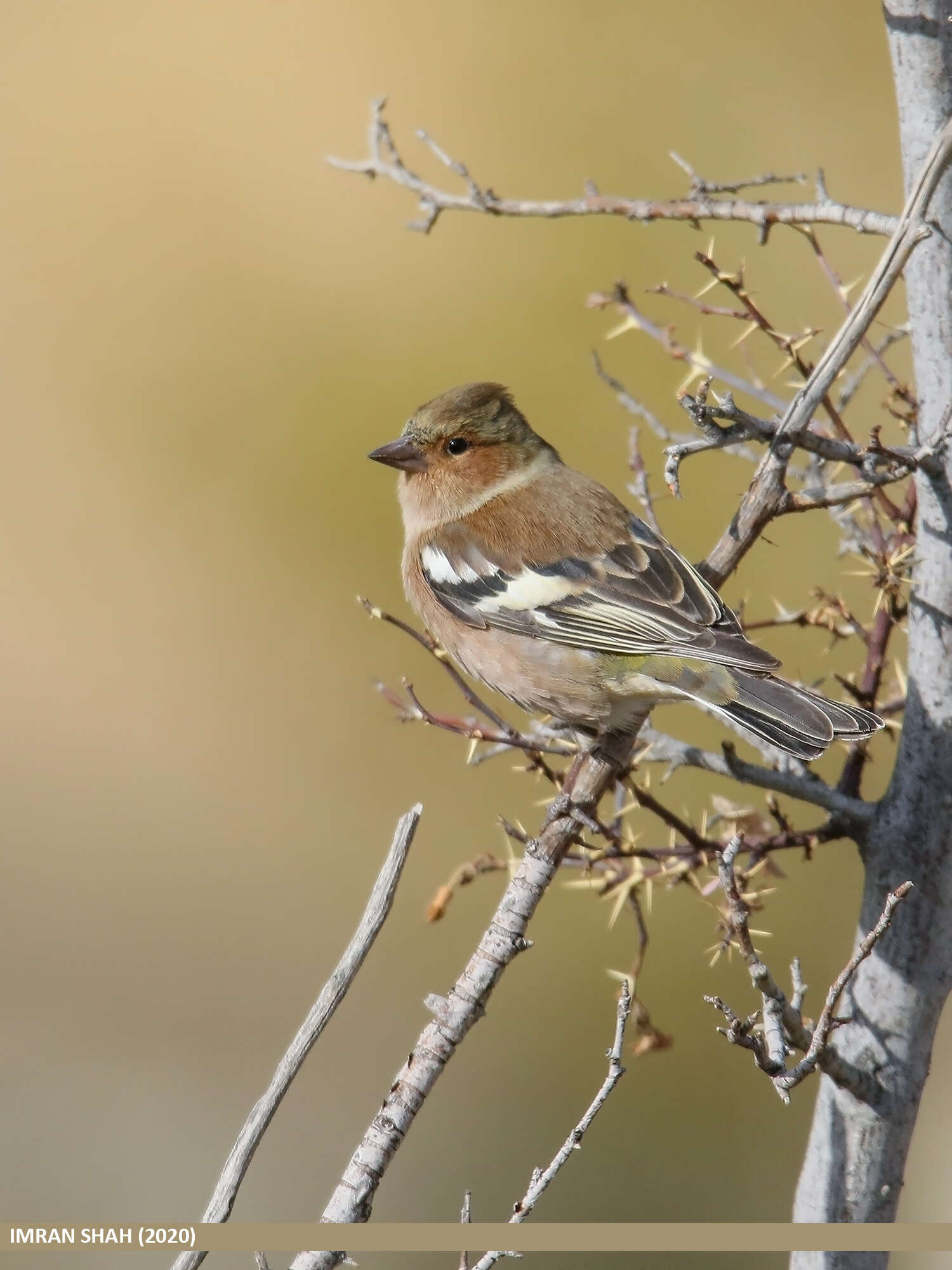 Image of Fringilla Linnaeus 1758