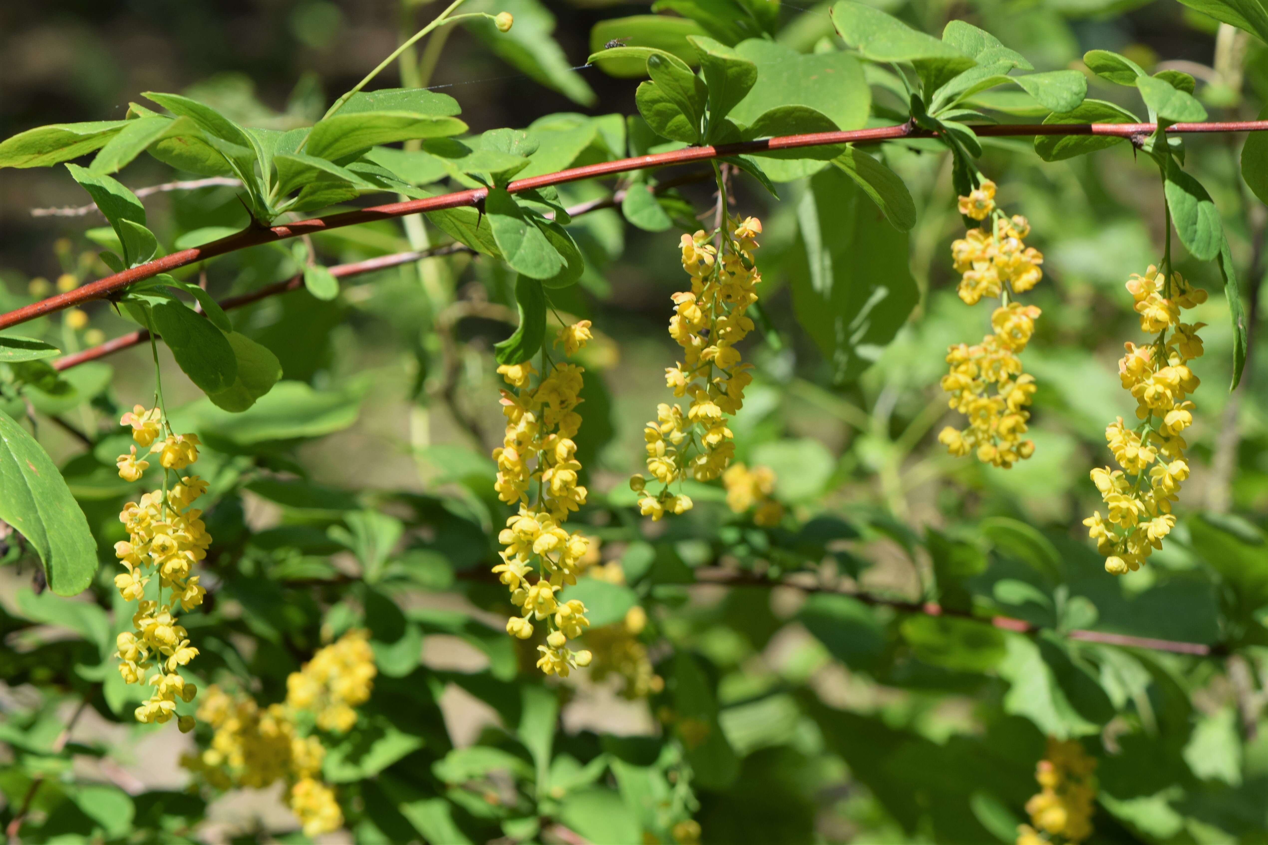 Image de Berberis koreana Palibin