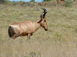 Image of Hartebeest