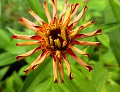 Imagem de Zinnia elegans Jacq.